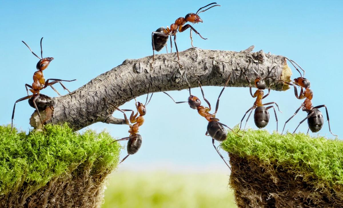 Ant colonies behave like neural networks when making decisions