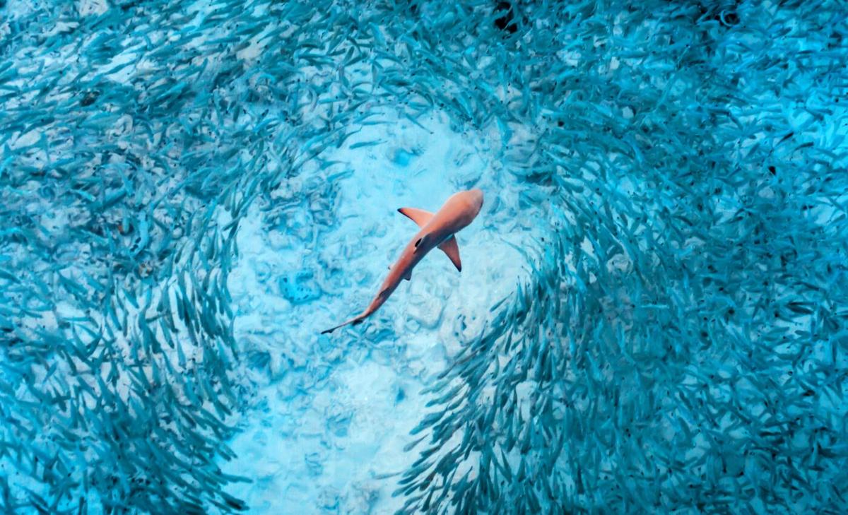 Shark videos could contribute to conservation efforts
