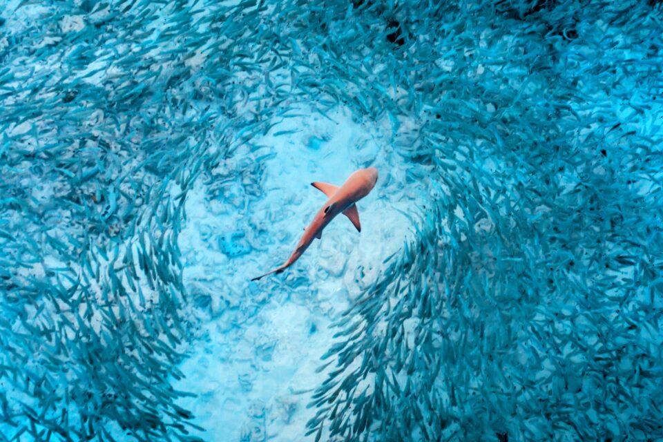 Shark videos could contribute to conservation efforts