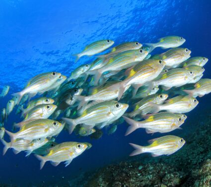 Fish-oxygen.jpg