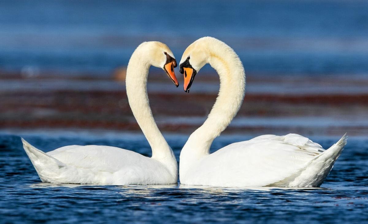 Temperature tolerance has co-evolved with sexual selection