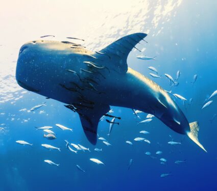 Whale-shark.jpg