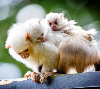 Marmosets.jpg