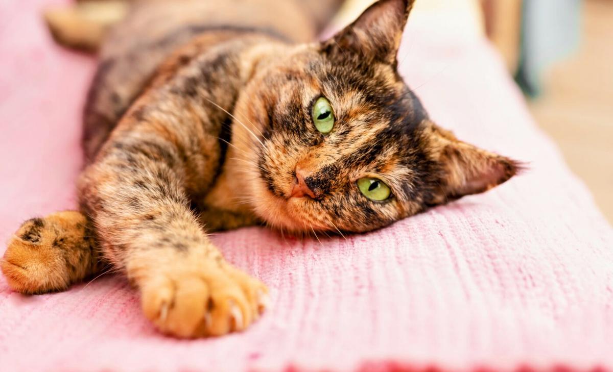 How do solitary animals like cats live in groups?