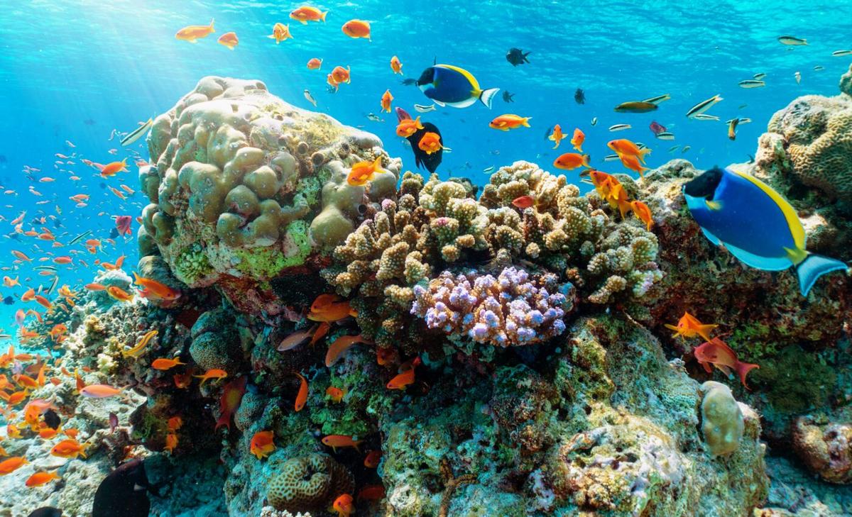Reef fish diversified quickly from biting their prey