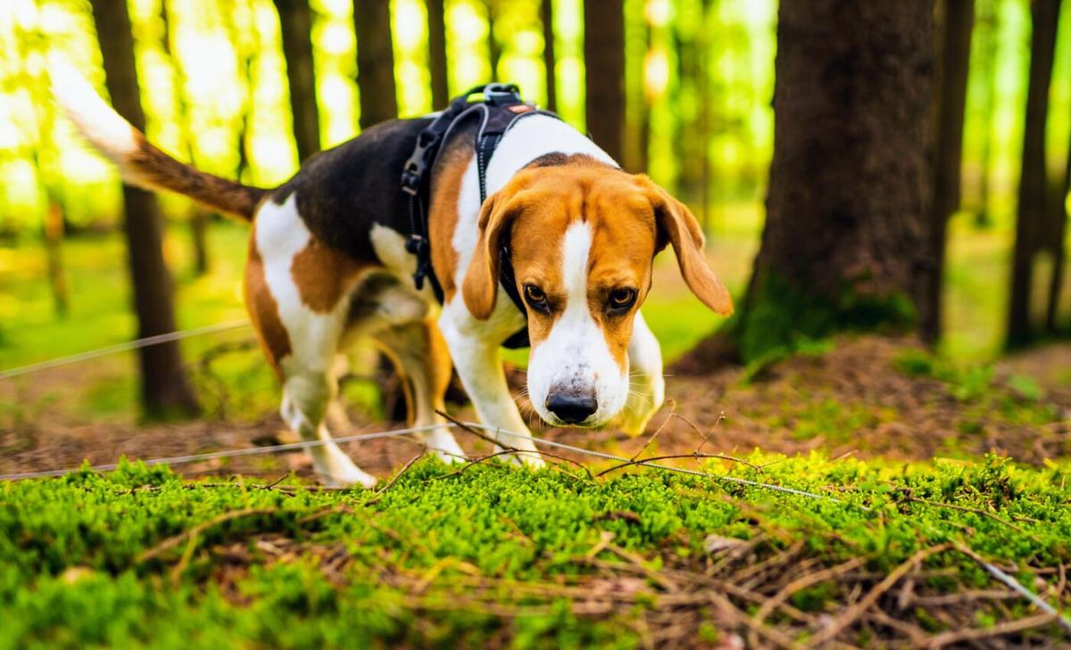 Dogs can “see” with their noses