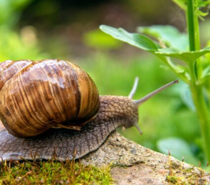 Invasive-snail.jpg