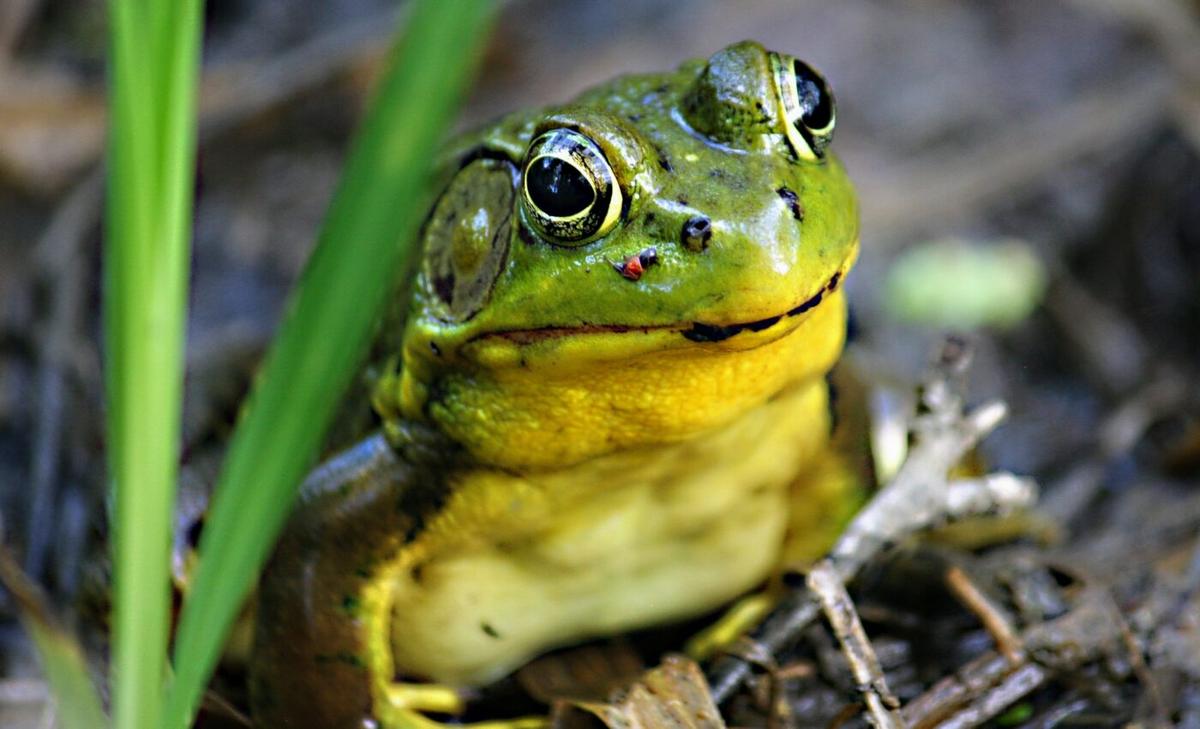 Invasive reptiles have cost the global economy billions