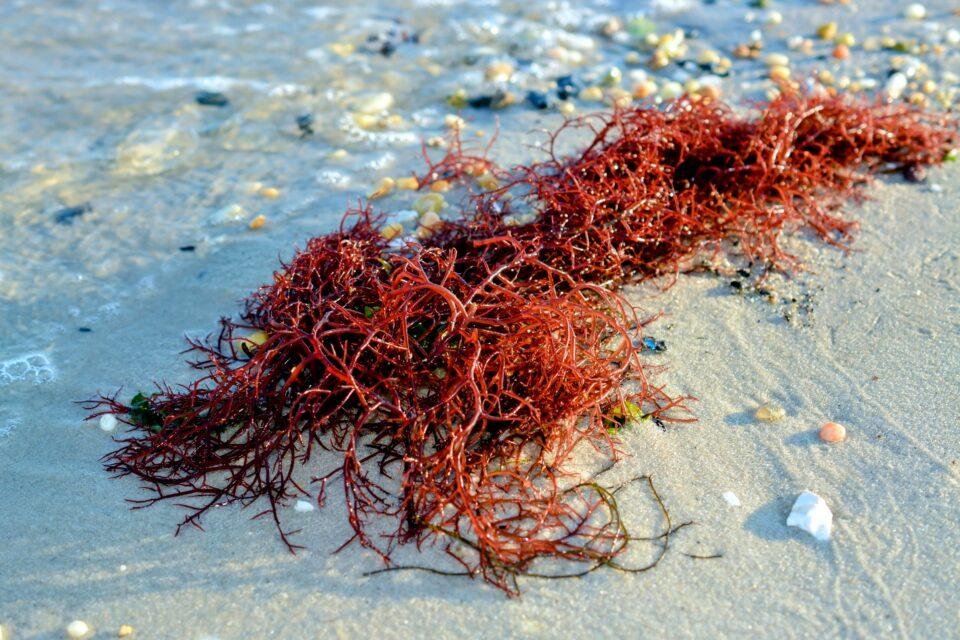 Rare pollination discovered between red seaweed and crustaceans