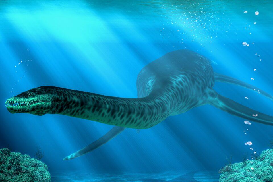 Plesiosaur fossils found in a 100-million-year old river