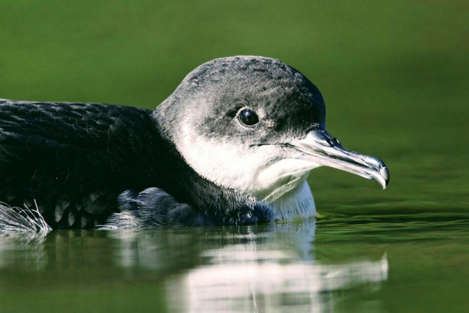 Seabirds struggle to find food in cloudy ocean water