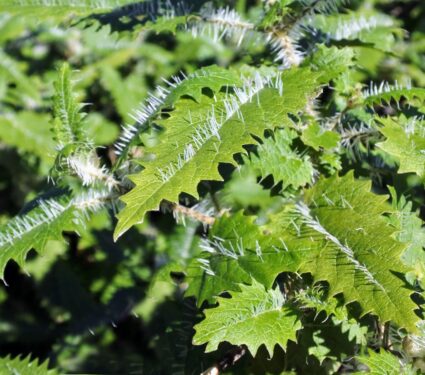 Stinging-tree.jpg