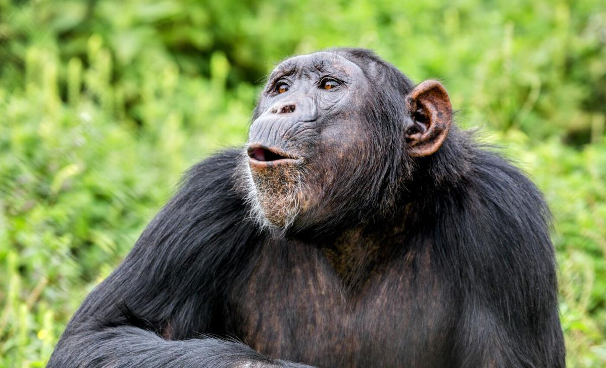 Chimpanzees use vocal communication to coordinate hunting
