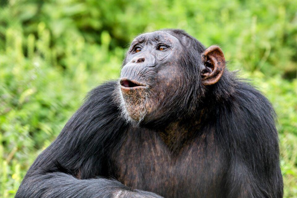 Chimpanzees use vocal communication to coordinate hunting