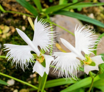 Orchids.jpg
