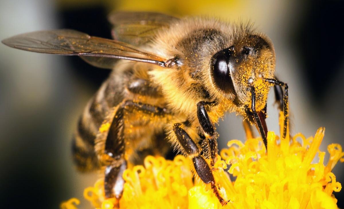 Dramatic decline in bee populations observed in the U.S.