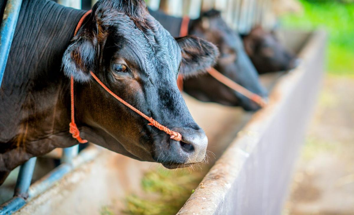 Study reveals features of cattle with high methane emissions