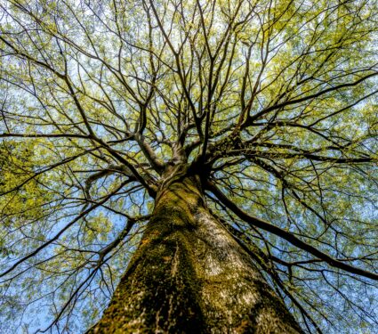 Awesome-tree2.jpg