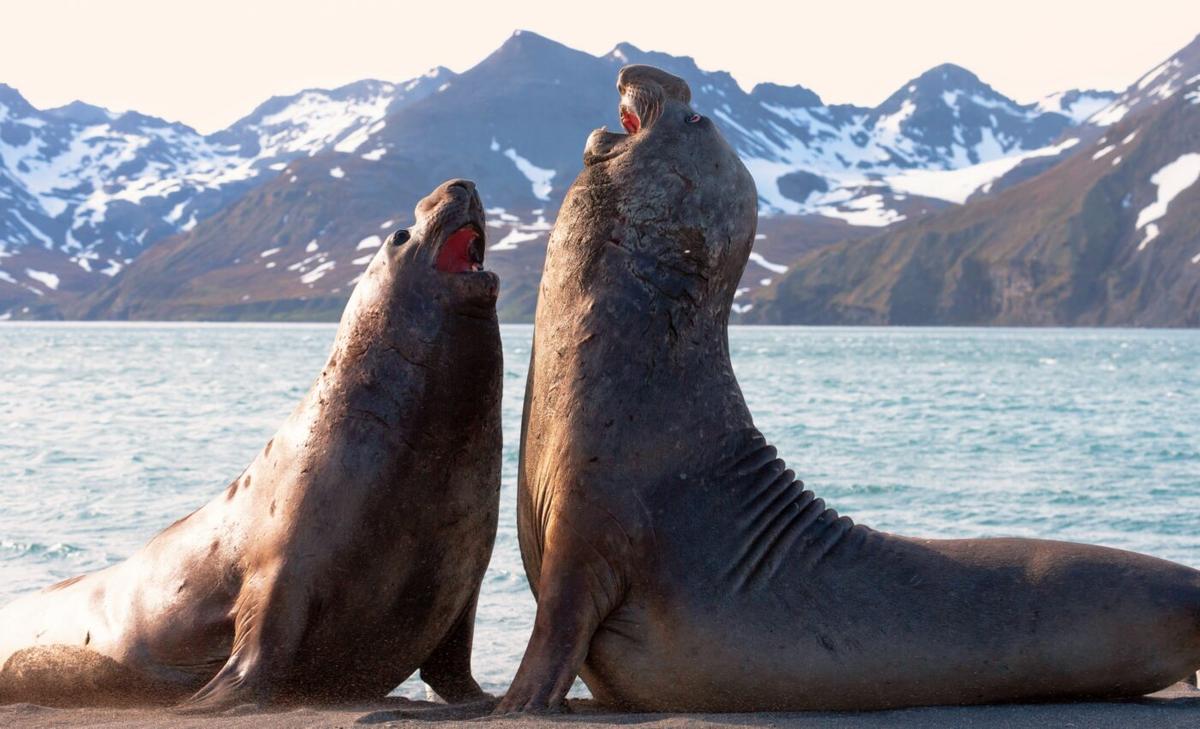 Elephant seals could help us understand ocean warming