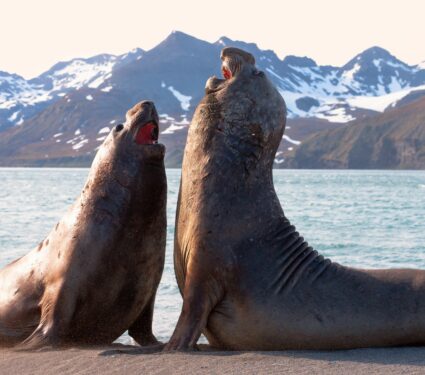 Elephant-seals.jpg