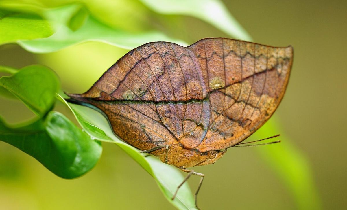 How do oakleaf butterflies mimic dead leaves?