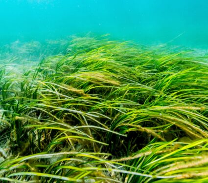 Eelgrass.jpg