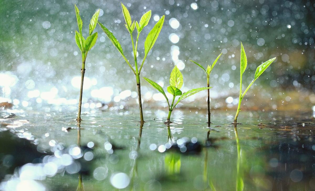 Forever chemicals are raining down all over the world