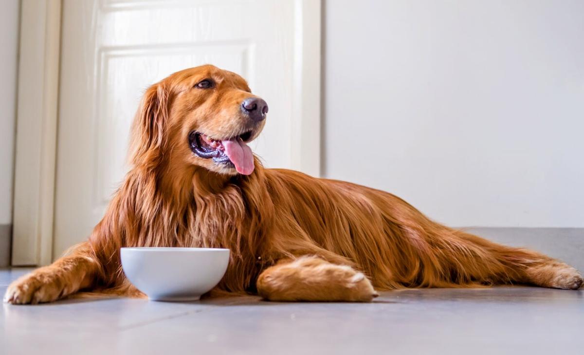 Dogs can adjust to new diets very quickly