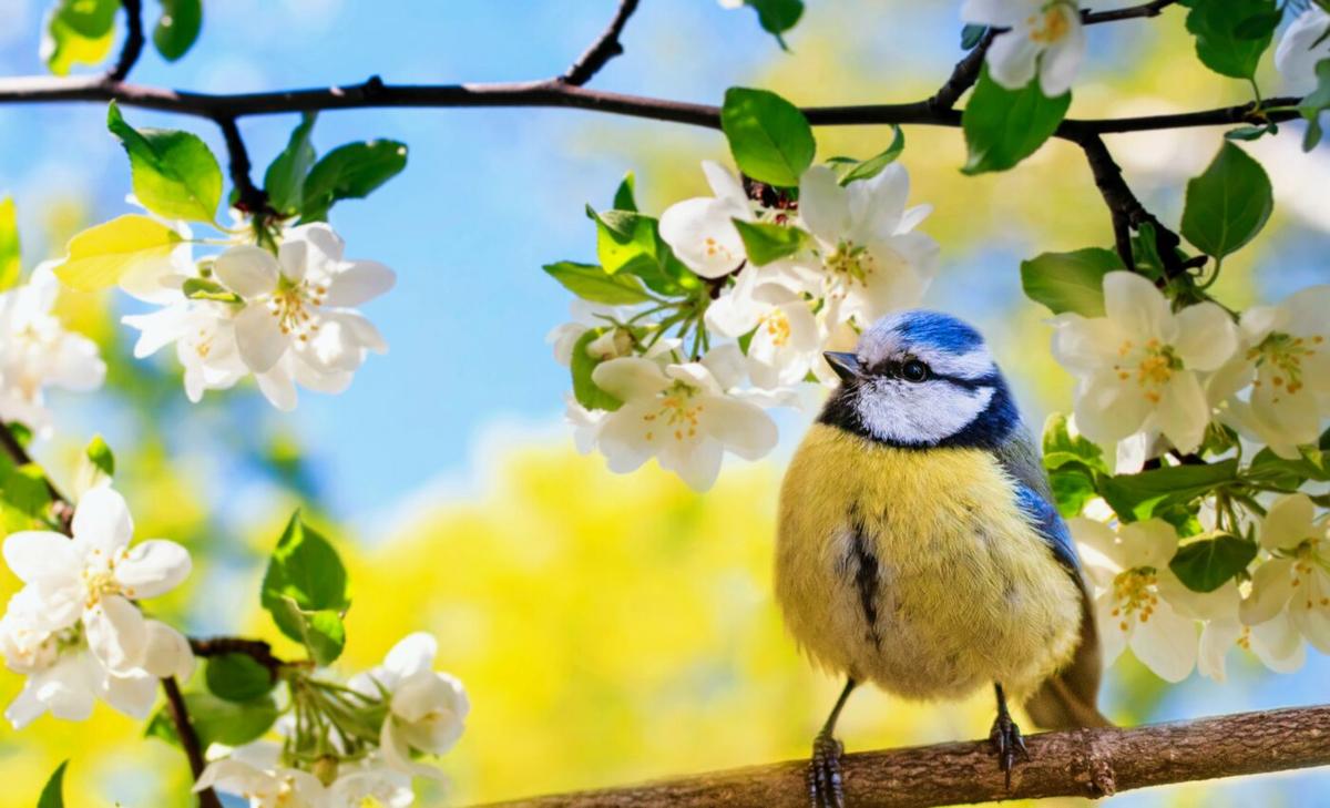 Bird coloration is fading due to climate change