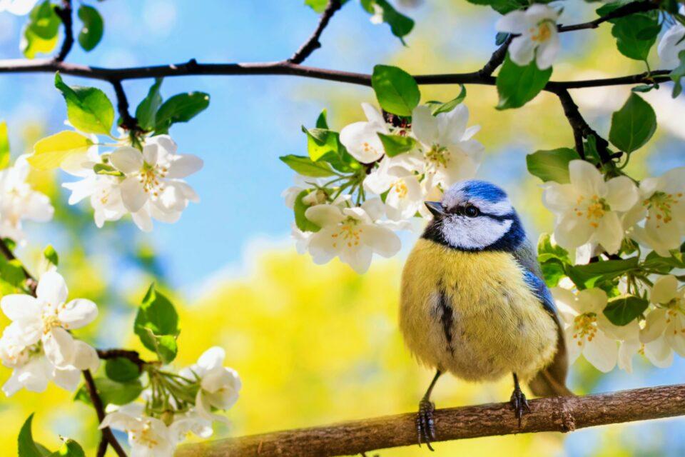 Bird coloration is fading due to climate change