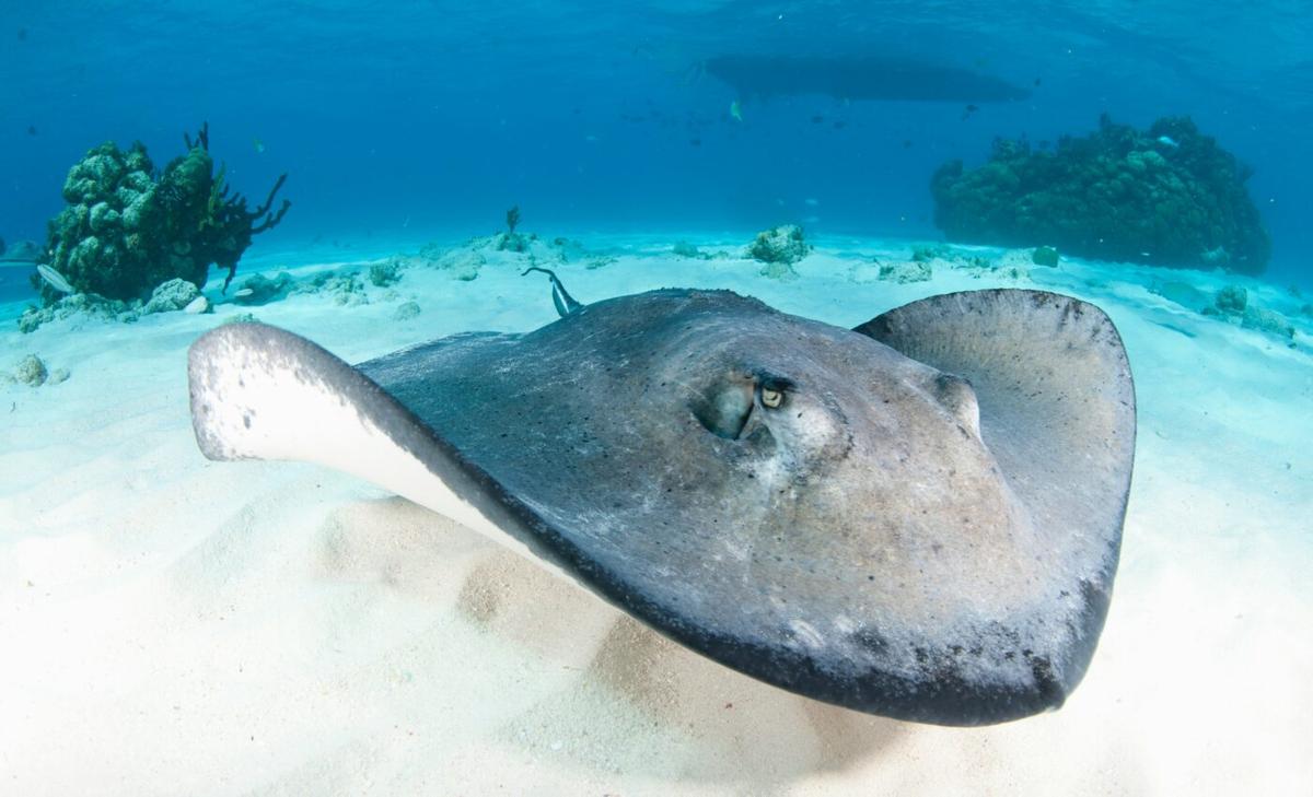 Stingray sounds recorded for the first time