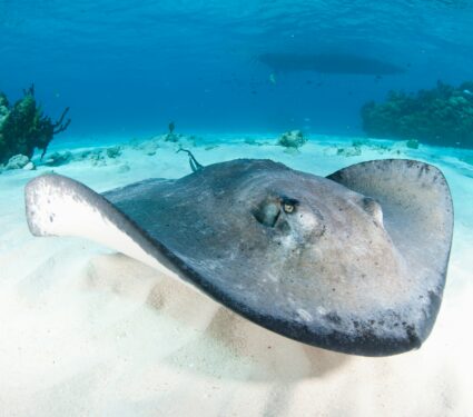 Stingray.jpg