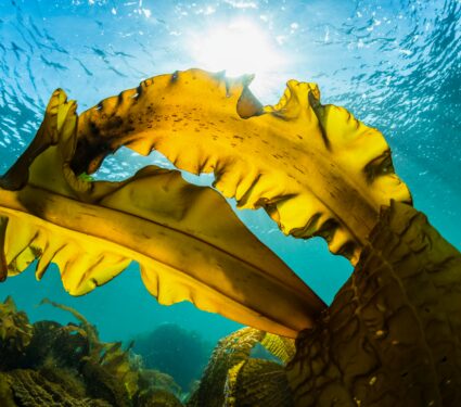 Seaweed.jpg