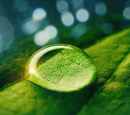 Beauty,Transparent,Drop,Of,Water,On,A,Green,Leaf,Macro
