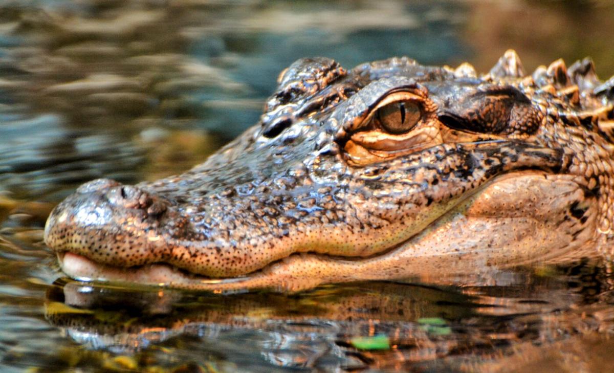 Loss of crocodilians may have devastating consequences