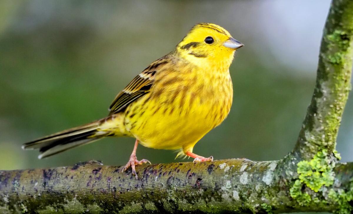 Agri-environment schemes can bring wildlife back to farms