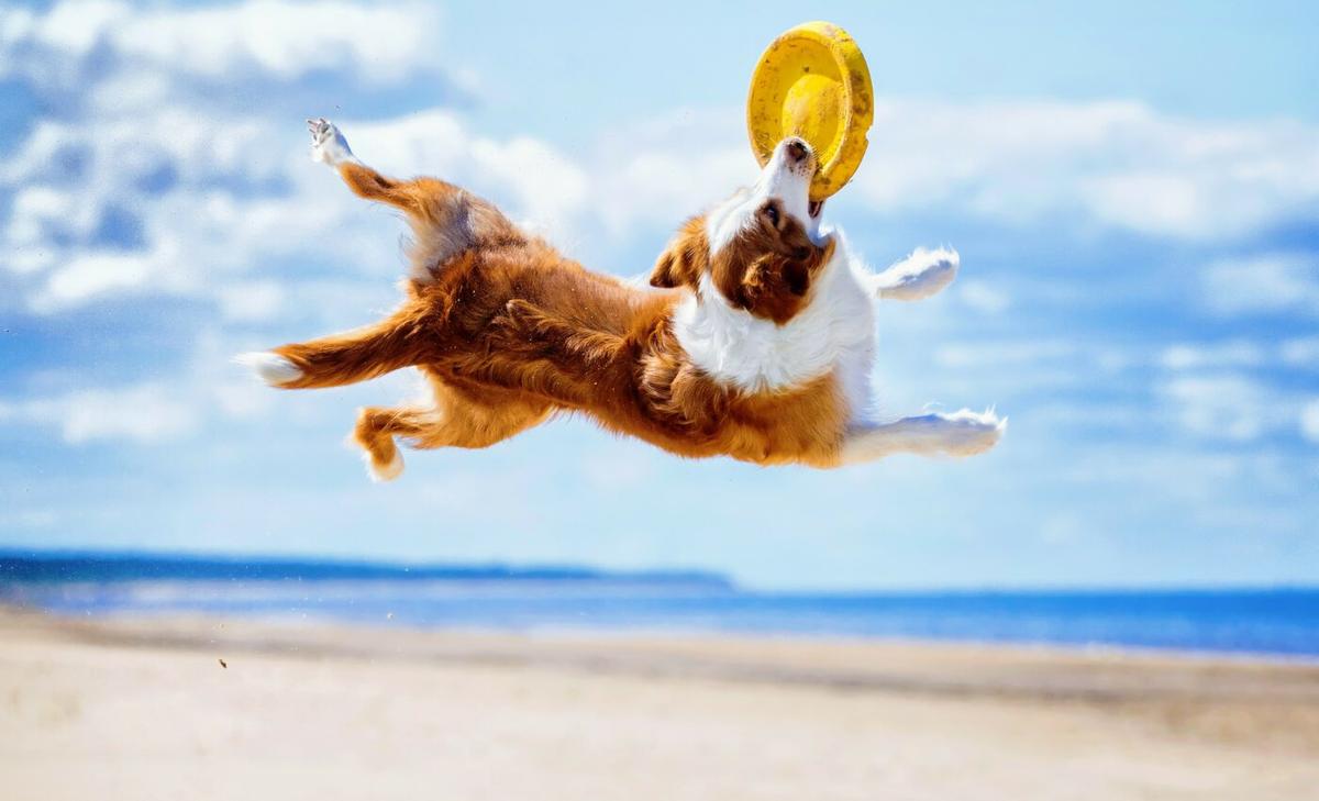 Playfulness is a key personality trait of gifted dogs