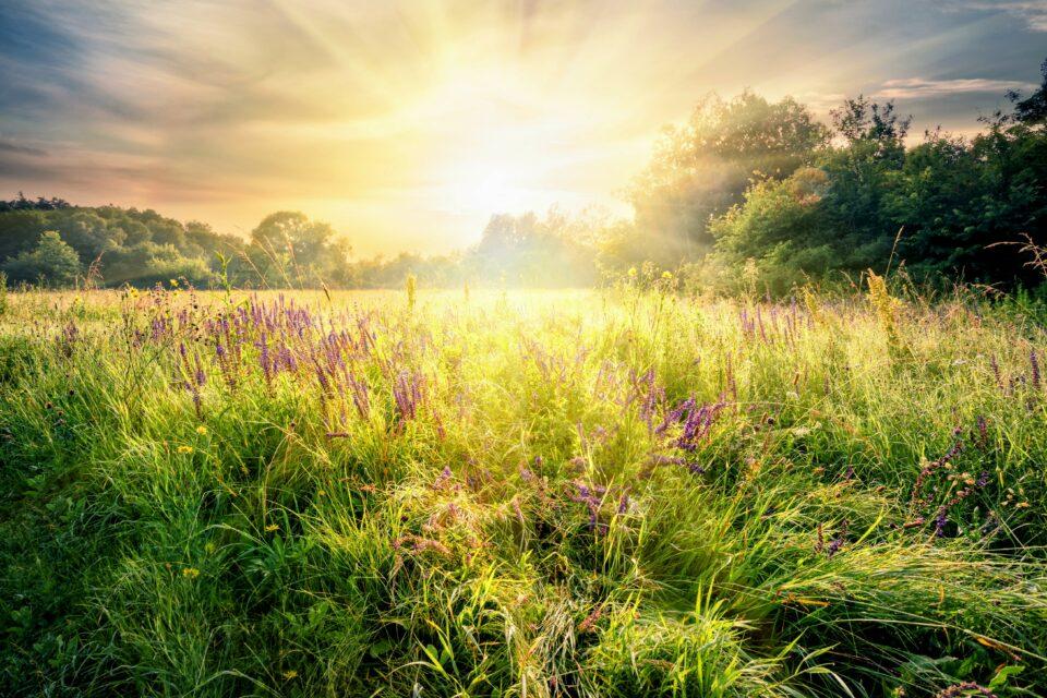 Ancient grasslands take a long time to recover