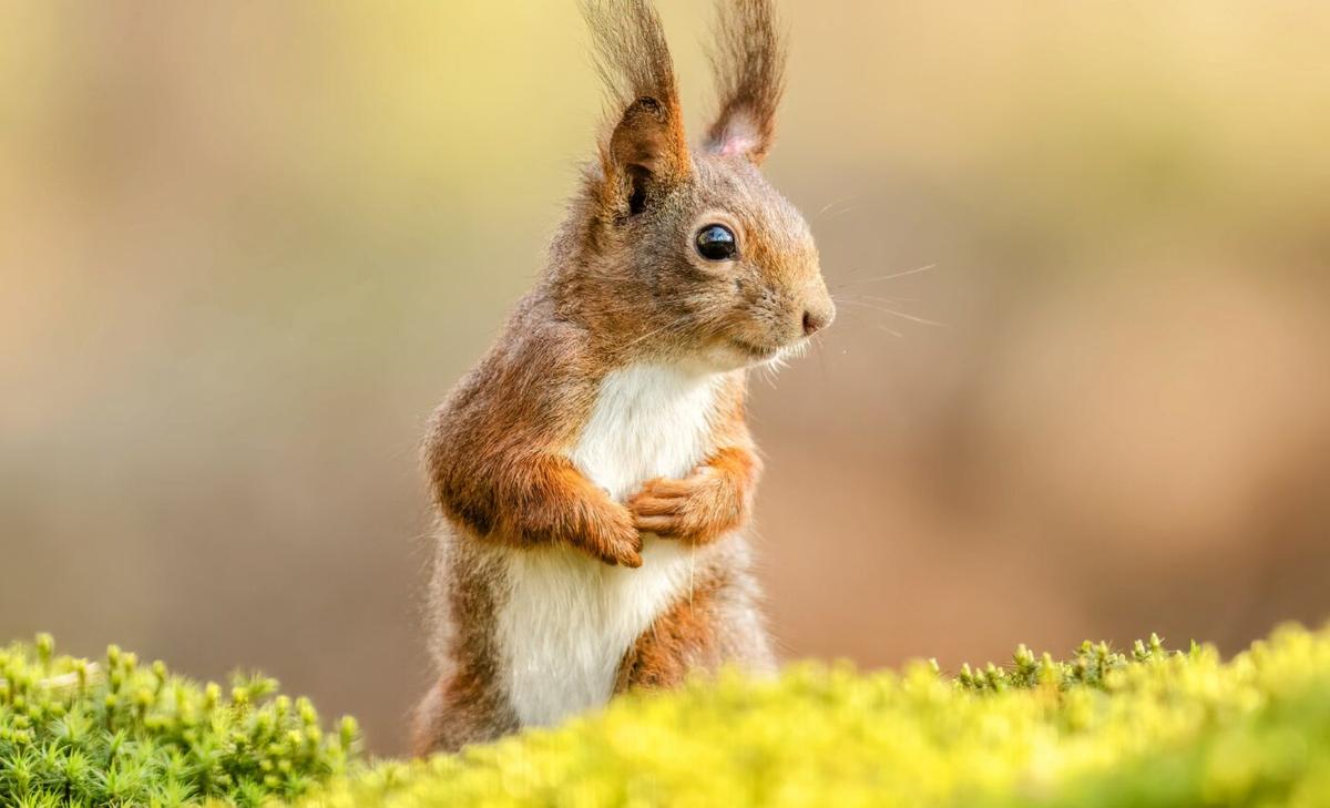 "Brain fog" affects a wide range of animals