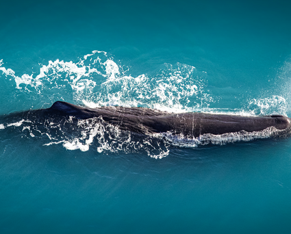 2022/08/Low-Res_Sperm-Whale.jpg.png