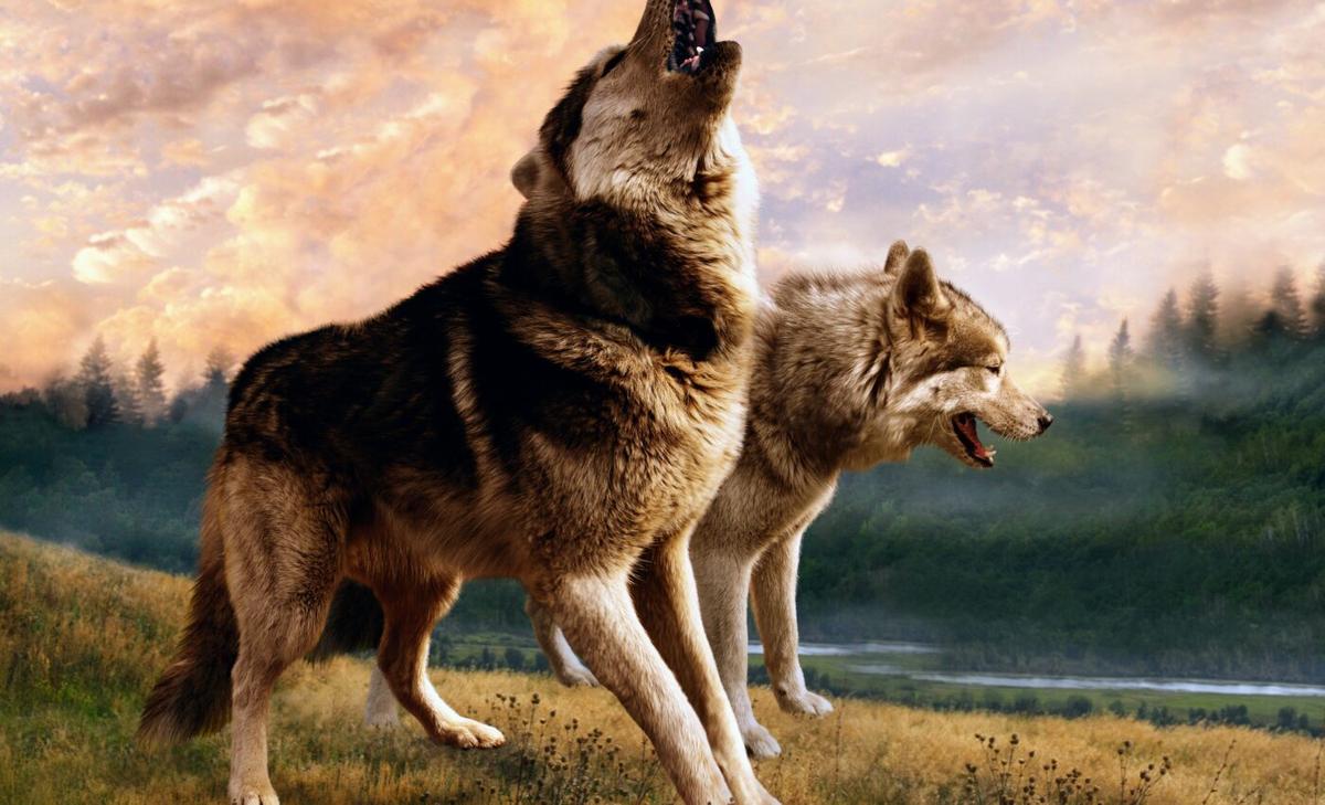 Wolves and beavers needed to "rewild" the American West