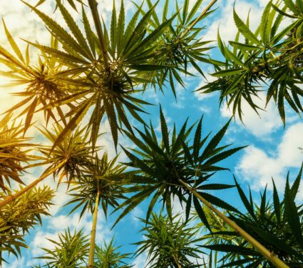 Cannabis-plants.jpg