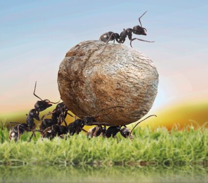 Ants3.jpg