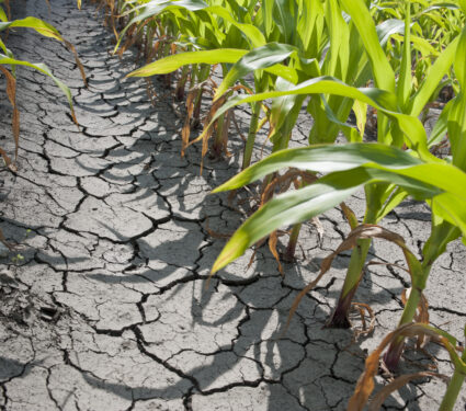 Dry,Drought,Stricken,Farm,Corn,Field,Dirt