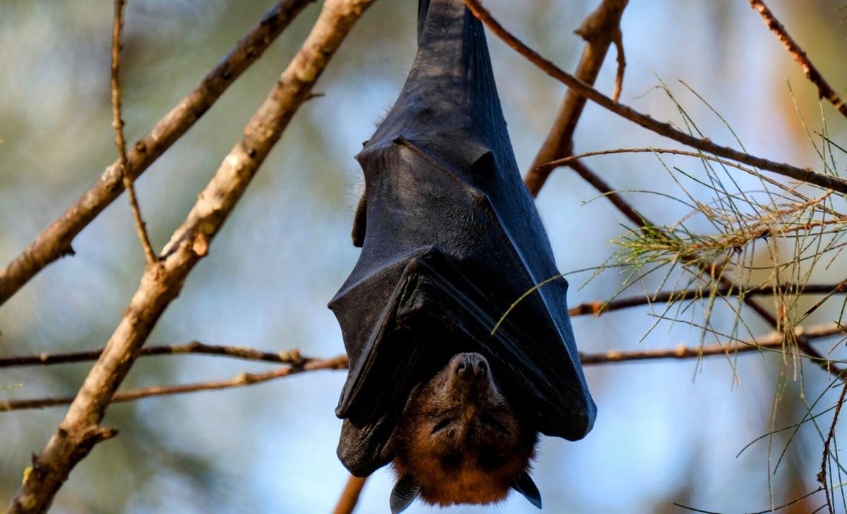 Hibernation may be key to extraordinary longevity in bats