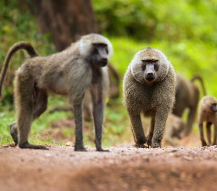 Anibus-baboon.jpg