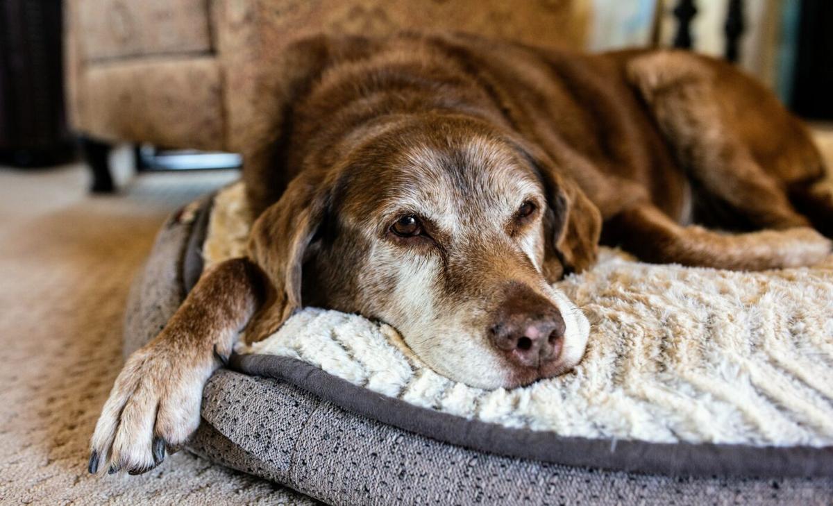 Hearing loss linked to dementia in aging dogs