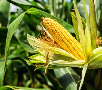 Corn-plants.jpg