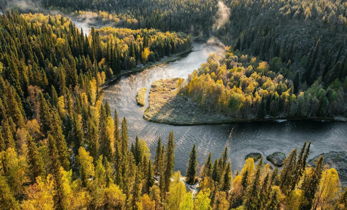 Even moderate warming will transform northern forests
