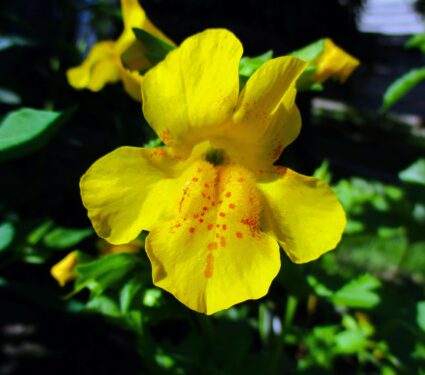 Pollination-3.jpg